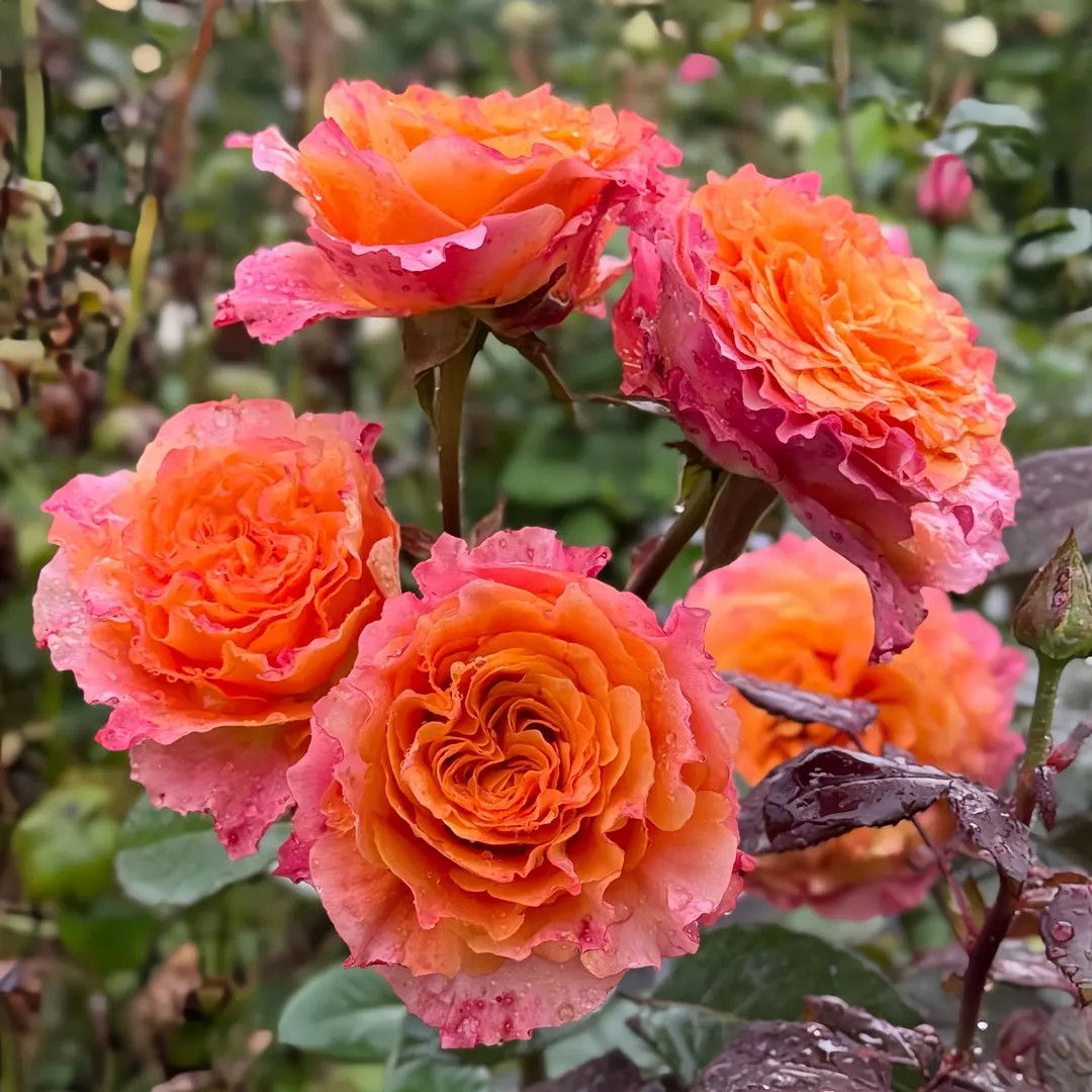 Free Spirit.火灵鸟 2 Year Old Strong Plant. - Etsy | Etsy (US)