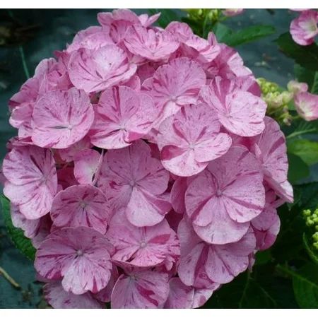 Hydrangea | Walmart (US)