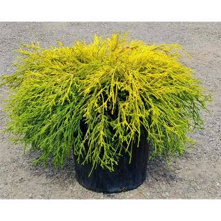 1 Gal. Gold Mop Threadbranch Cypress Shrub with Colorful Golden Yellow Evergreen Foliage | The Home Depot