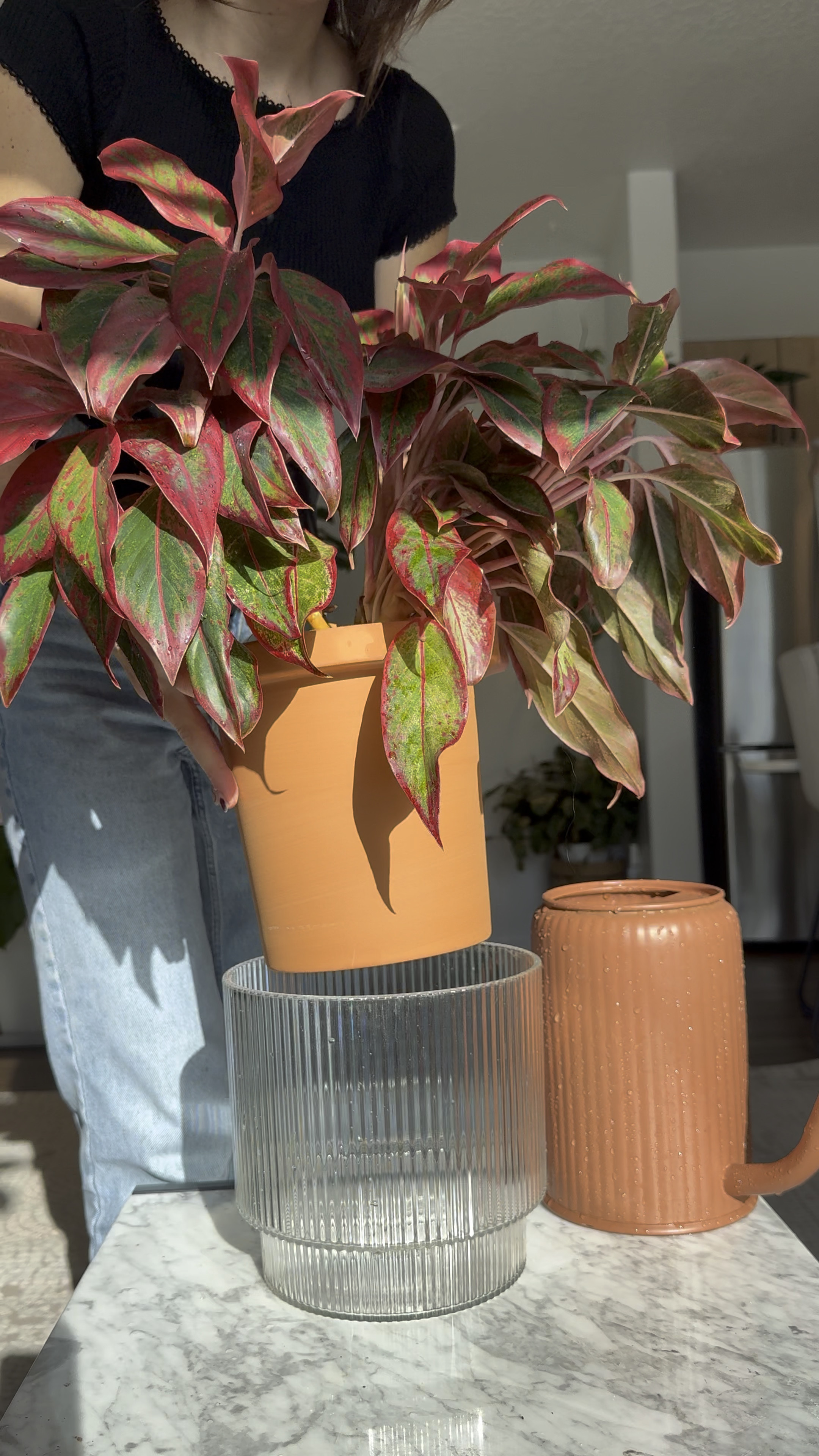 Aqua planter is only $13