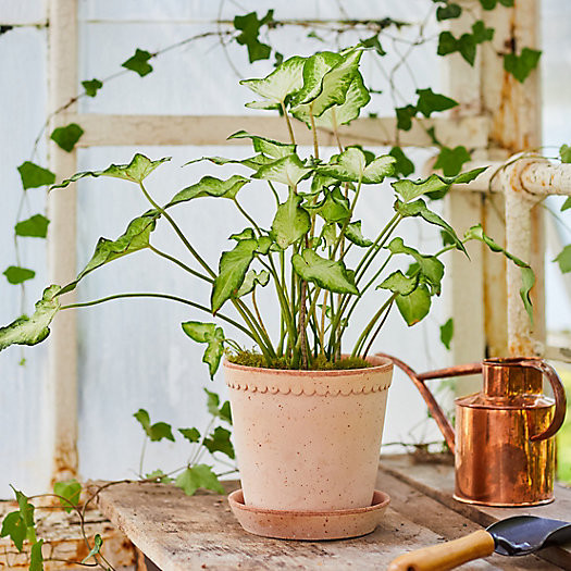 Bergs Scallop Pot + Saucer Set | Terrain