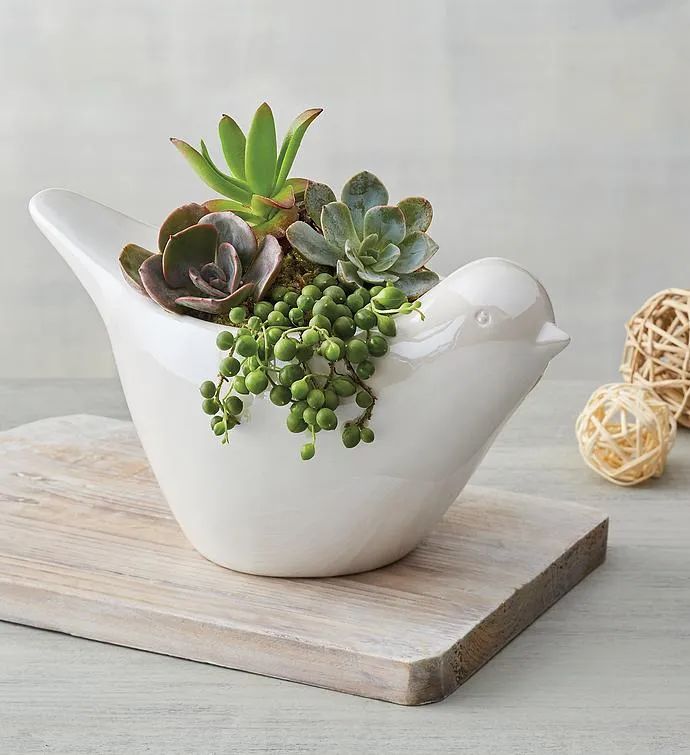 Succulents in Dove PlanterAVAILABLE TO SHIP NOW33221X$34.99Reclaimed Wood Succulent CenterpieceAV... | Harry & David