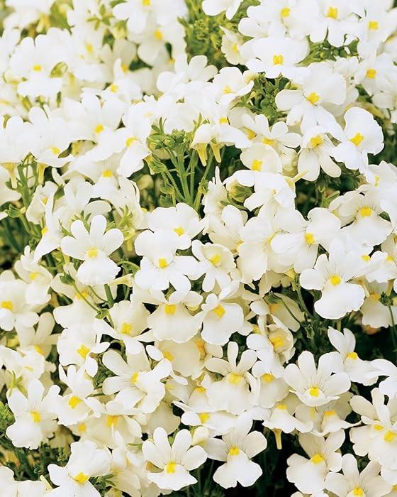 Nemesia Poetry Innocense White pkt of 150 Perennial (Cape Snapdragon) : Amazon.ca: Patio, Lawn & ... | Amazon (CA)