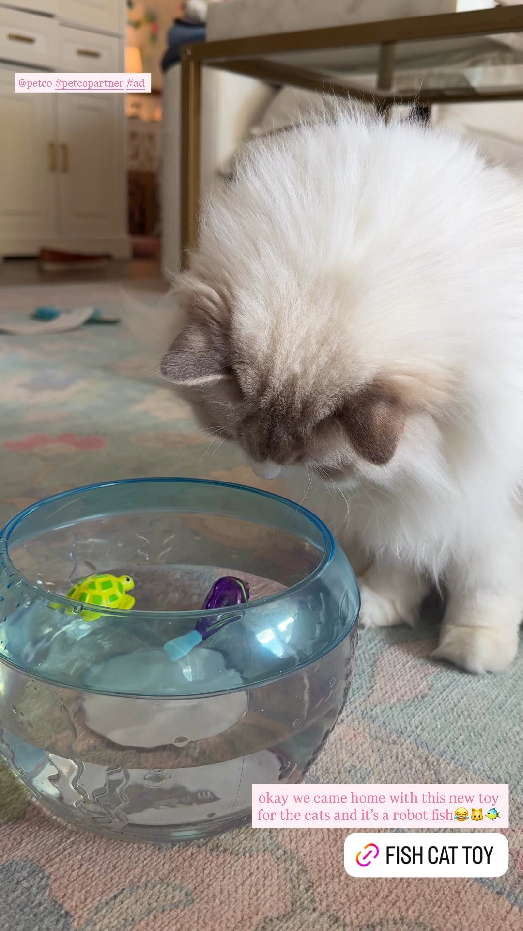 New kitty toy for the trio!! @Petco #PetcoPartner #ad