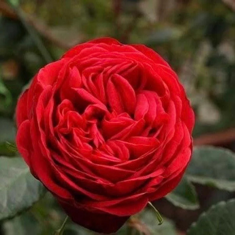 Red piano 红钢琴 | Etsy (US)