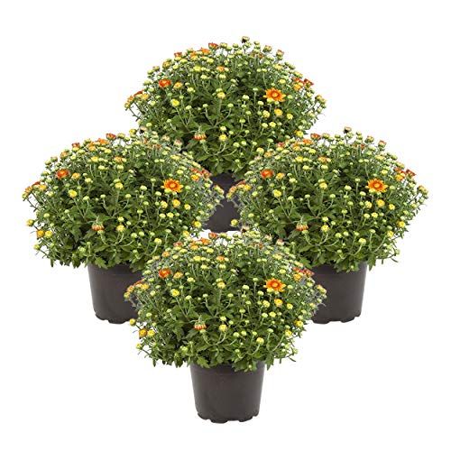 8" Fall Mums - Bronze/Orange (4 Pack) | Amazon (US)