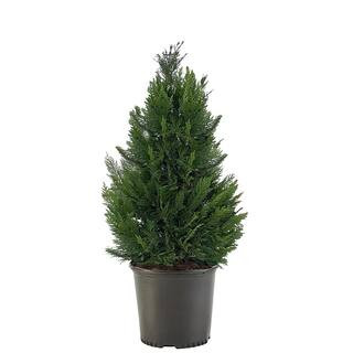 2.25 Gal. Leyland Cypress Evergreen Tree with Green Foliage | The Home Depot