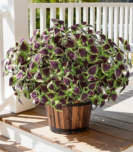 florisso Artificial Greenery Plants Outdoor, 5 Pcs Faux Coleus Plants UV Resistant Silk Plants wi... | Amazon (US)