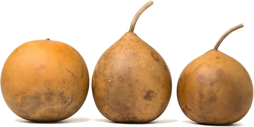Box of 3 Dried Cannonball Gourds - 5" Diameter, Ready for Crafting and Decorating | Amazon (US)