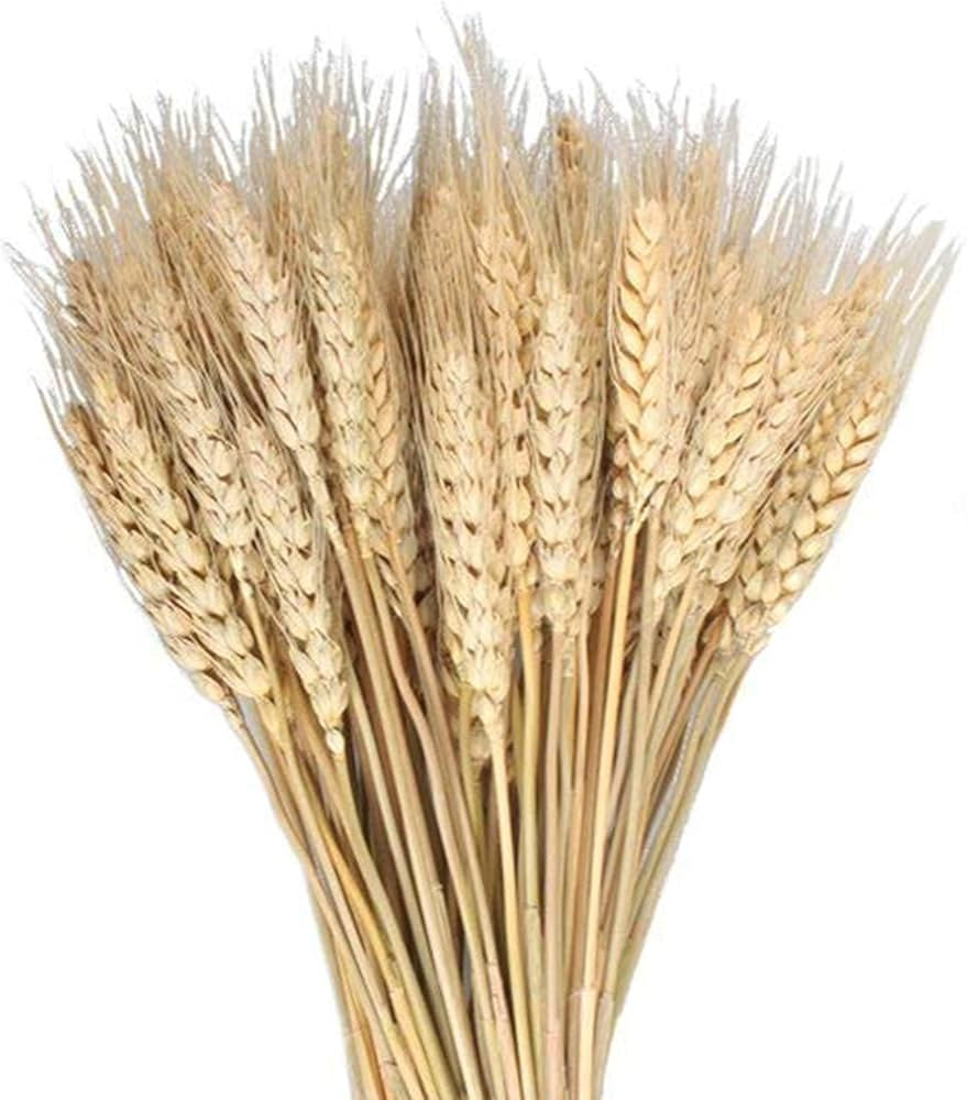 MHMJON 100 Pcs Dried Wheat Sheaves Bundle Golden Natural Wheat Bouquet Bunch Fall Flowers Arrange... | Amazon (US)