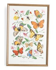 16x24 Print Transfer Butterfly World Framed Wall Art | TJ Maxx