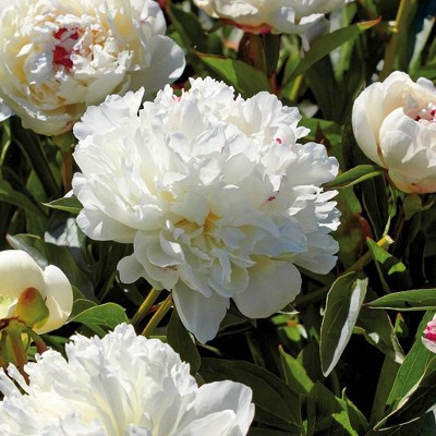 Van Zyverden Set of 3 Peonies Festiva Maxima Roots | Target