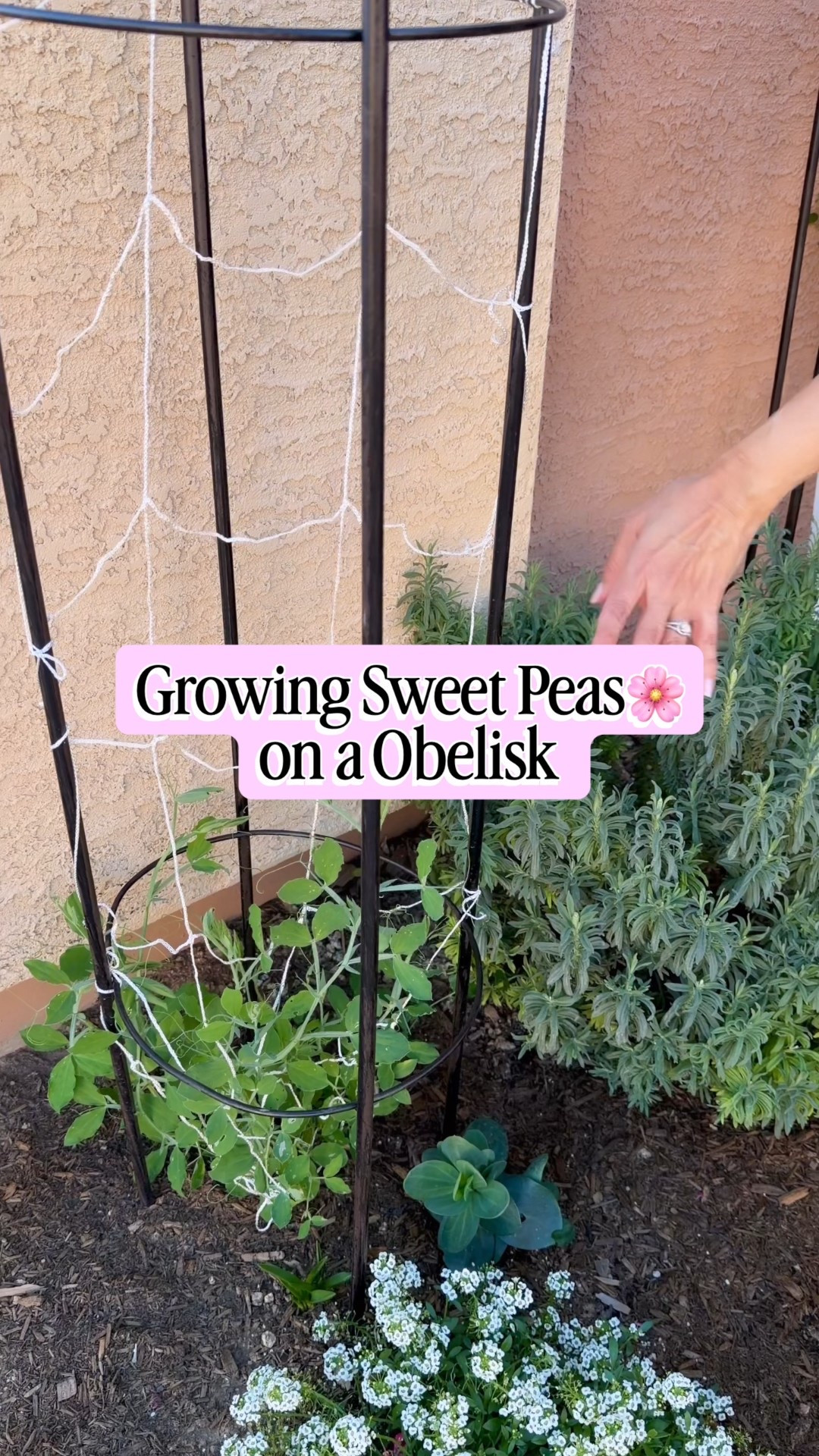 Growing Sweet Peas on a Obelisk! 🌸⚜️

#LTKdayinmylife #LTKHome #LTKSeasonal