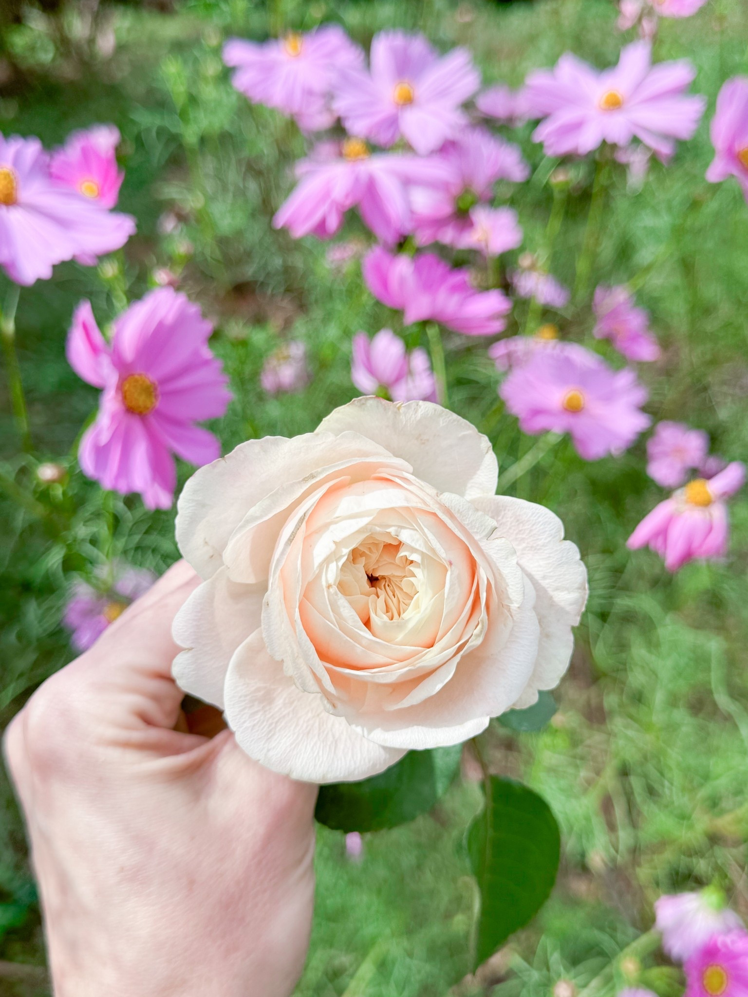 Just when I thought it was impossible to love Priscilla anymore, she went and gave me half a dozen perfect blooms this fall  

#LTKdayinmylife #LTKselfcare #LTKHome