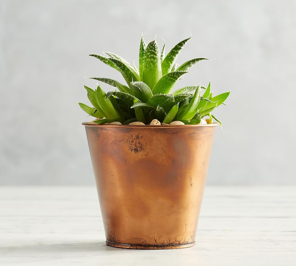 Fresh Succulent Metal Planter, Aged Copper - 4 | Pottery Barn (US)
