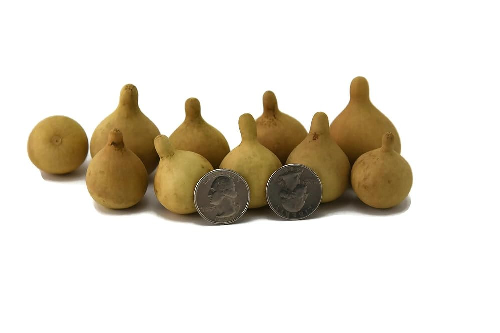 Crafters Dream Box of 20 dried gourds - Small Tennessee Spinner - Hand grown and Everlasting | Amazon (US)