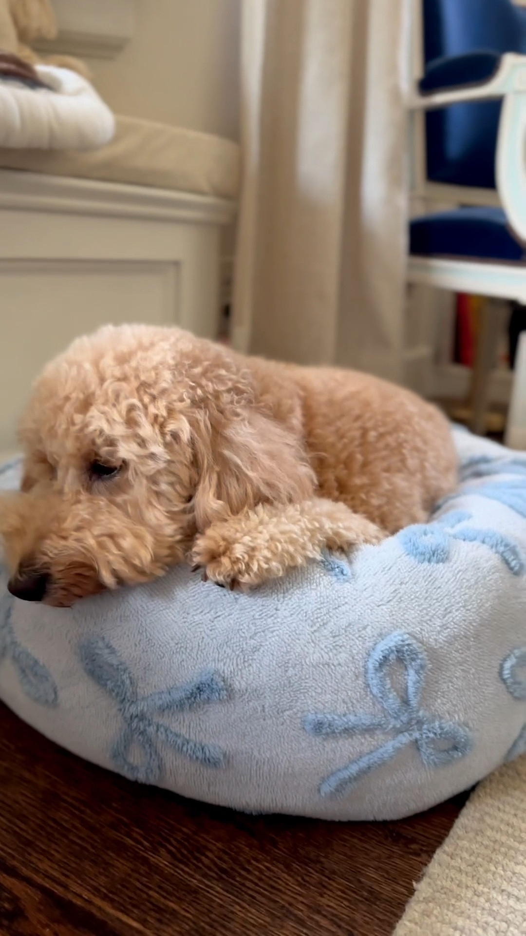 The prettiest pet bed! 

#LTKHome
