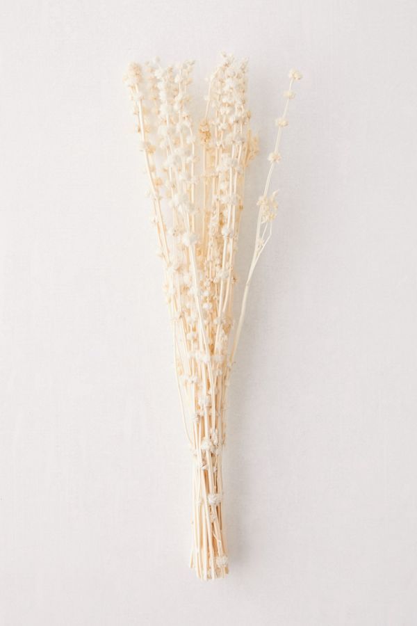 Dried Lion’s Tail Grass Bunch | Urban Outfitters (US and RoW)