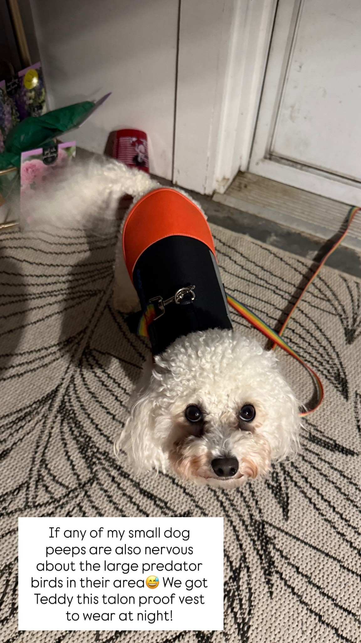 If you have a small dog & are also nervous about large predatory birds in your area…we got this talon-proof vest for our peace of mind! Teddy is 9 lbs & in an XS

#LTKPets #LTKFindsUnder100 #LTKFamily