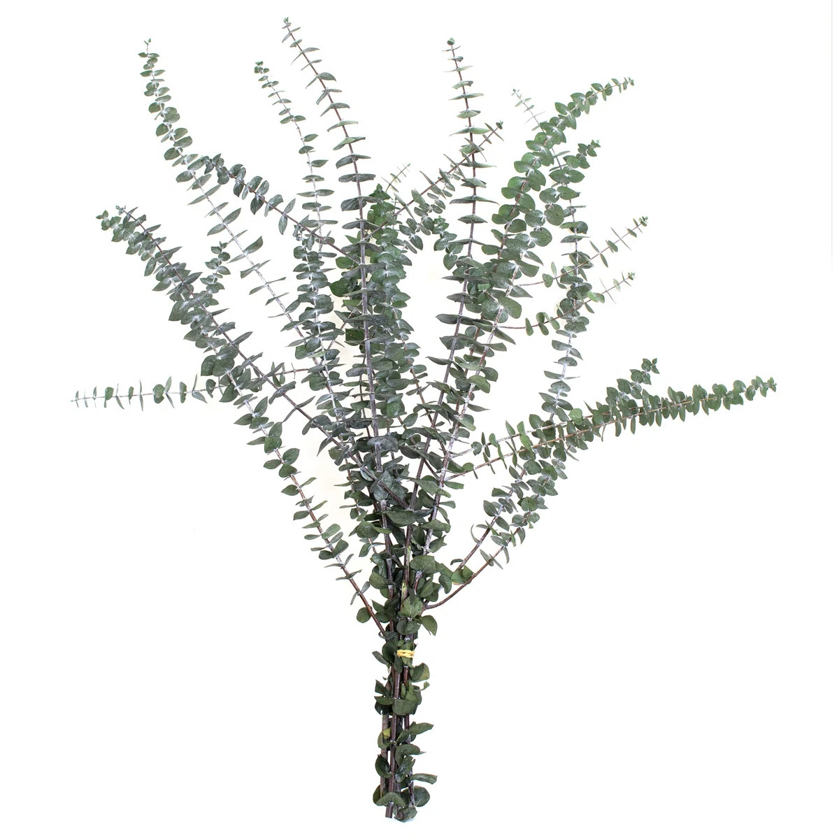 30'' Branch | Wayfair North America