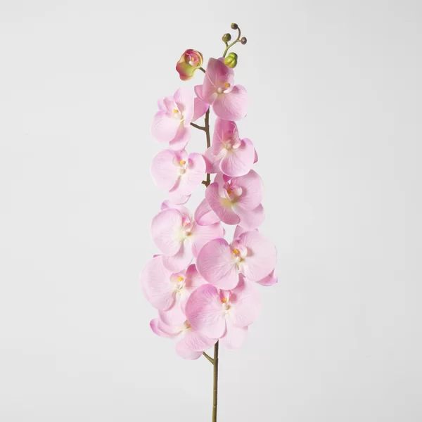 Phalaenopsis Natural Touch Orchid  Spray Stem in Vase (Set of 12) | Wayfair North America