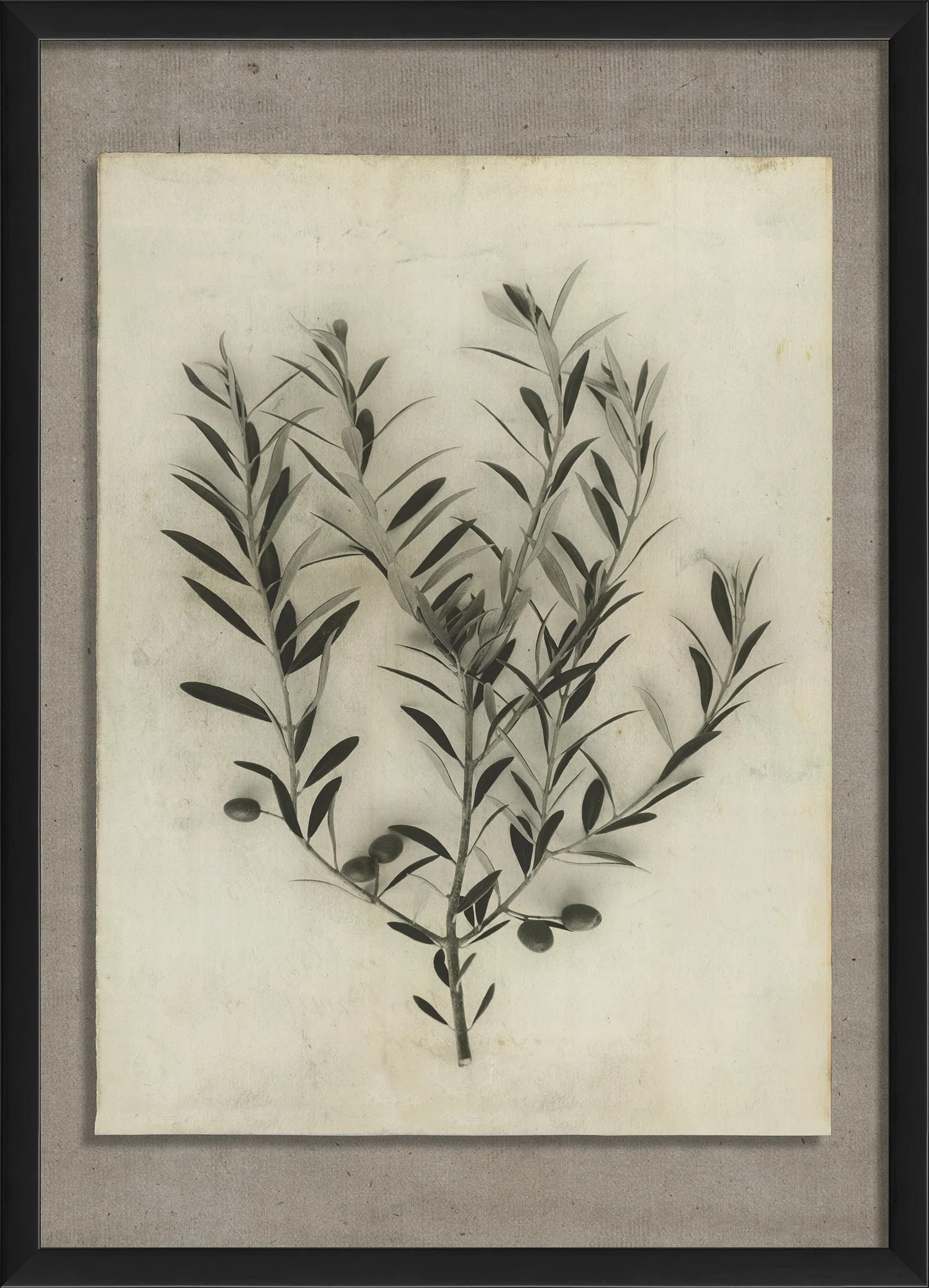 The Artwork Factory Olive Branch Framed Photographic Print | Wayfair | Wayfair North America