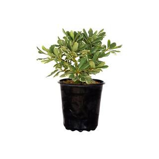 2.5 qt. Variegated Pittosporum (Japanese Mock Orange) Live Evergreen Shrub with Green and White V... | The Home Depot