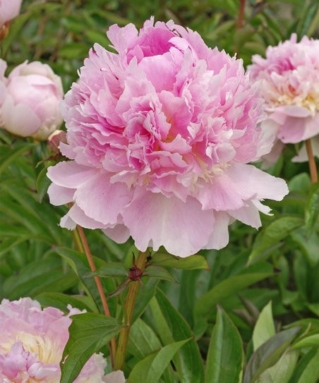 bloomsz Peony Eden's Perfume Bulb - Set of Three | Zulily