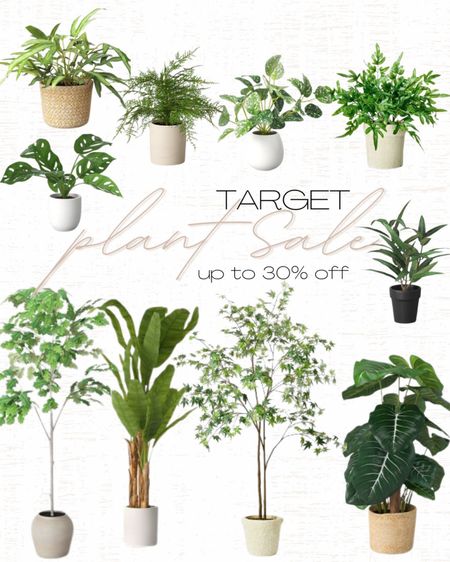 🌱 Plant Sale!! Up to 30% off select plants!! I LOVE this one! Cute rattan basket included!! 

Plant sale, Faux plants, plant mom 

#LTKhome #LTKstyletip #LTKsalealert