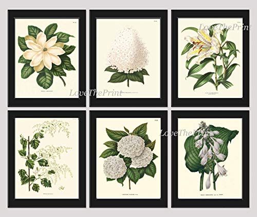 Botanical Flower Print Set of 6 Prints Antique Beautiful White Lily Magnolia Hydrangea Spring Sum... | Amazon (US)