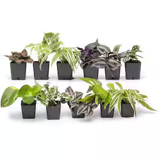 2IN Easy to Grow Live House Plants (12-pack) | The Home Depot