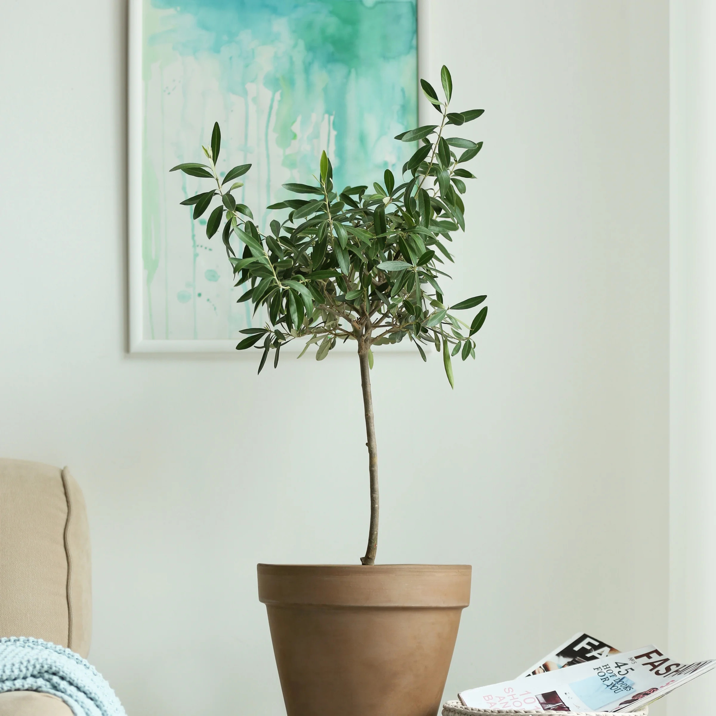 1G Live Olive Tree in Grower Container with Full sunlight - 1 Piece - Walmart.com | Walmart (US)