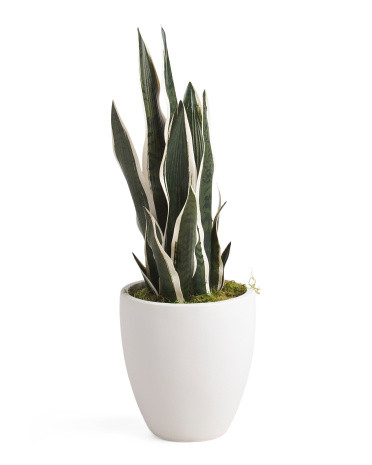 30in Snake Plant In Pot | Home Essentials | Marshalls | Marshalls
