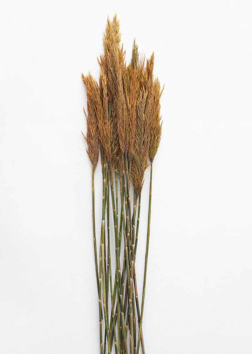 Gold Dried Plume Reed Grass - 36-40 | Afloral (US)