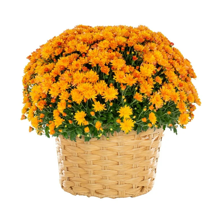 Better Homes & Gardens 2.5gal Orange Chrysanthemum Live Fall Plant Decorative Basket Sun | Walmart (US)