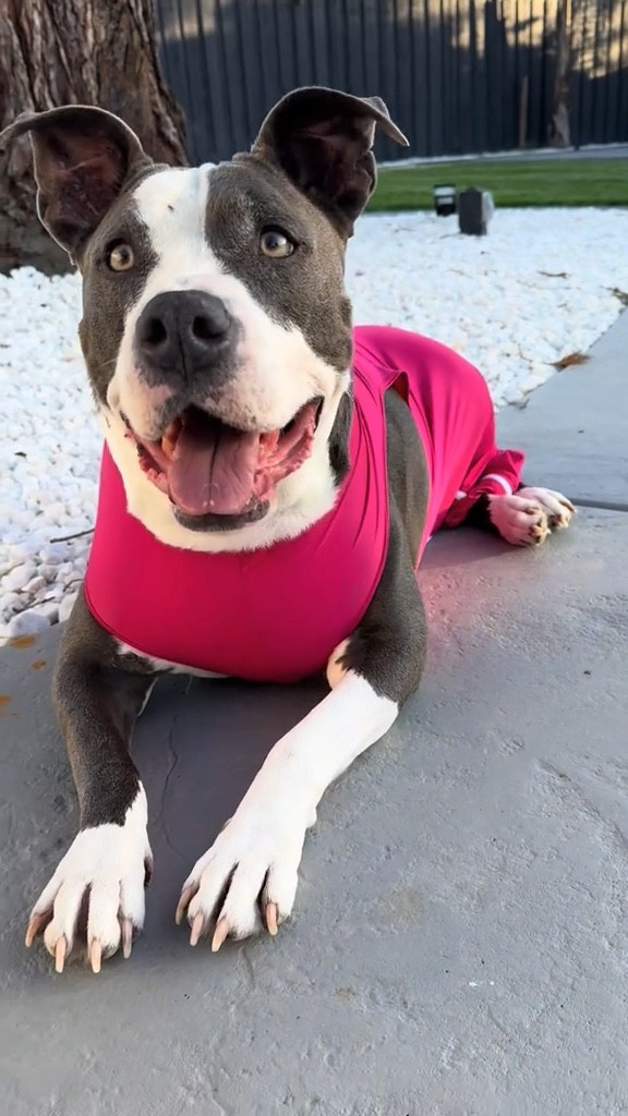 Bailey in her pink shed defender recovery suit! Great for surgery, anxiety, and allergies 

#LTKFamily #LTKSeasonal #LTKPets