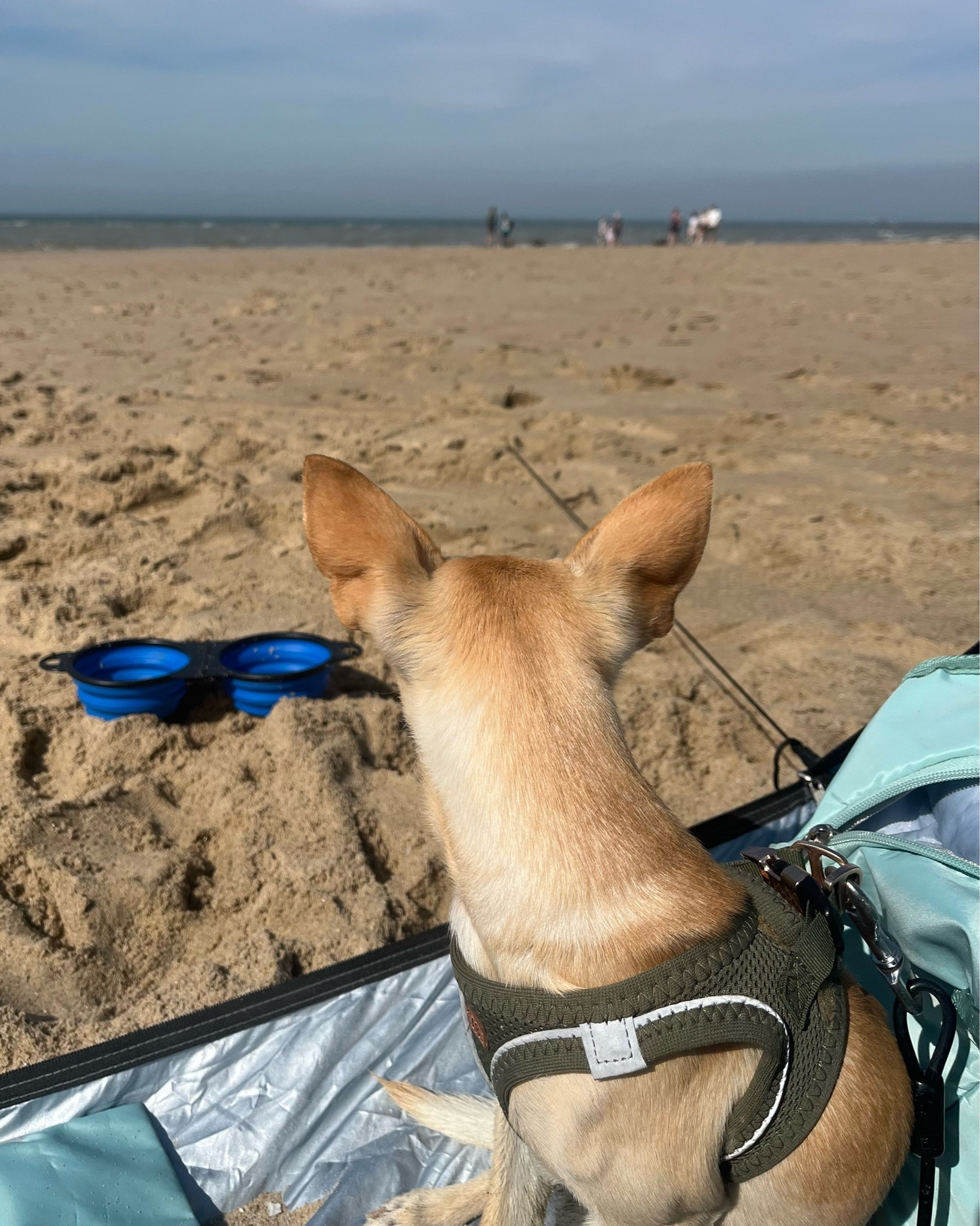 Beach days are better with a tiny adventure buddy. 🌊🐾

#dogmum #chipin #doglover #beachday #LTKfamily #LTKtravel