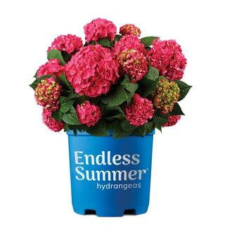 1 Gal. Summer Crush Hydrangea Reblooming Live Plant with Raspberry Red Flowers | The Home Depot