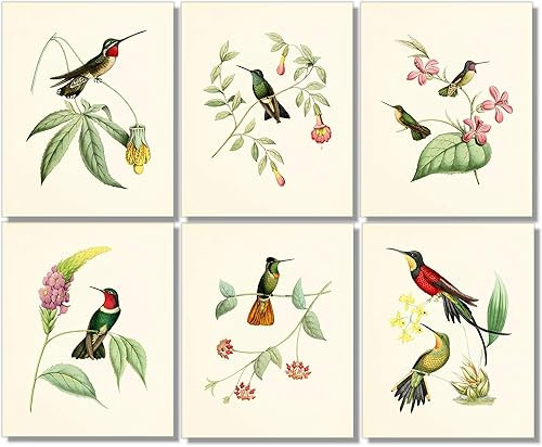 Vintage Hummingbird Art Prints - Wall Decor - (Set of 6) - 8 x 10 - Unframed | Amazon (US)