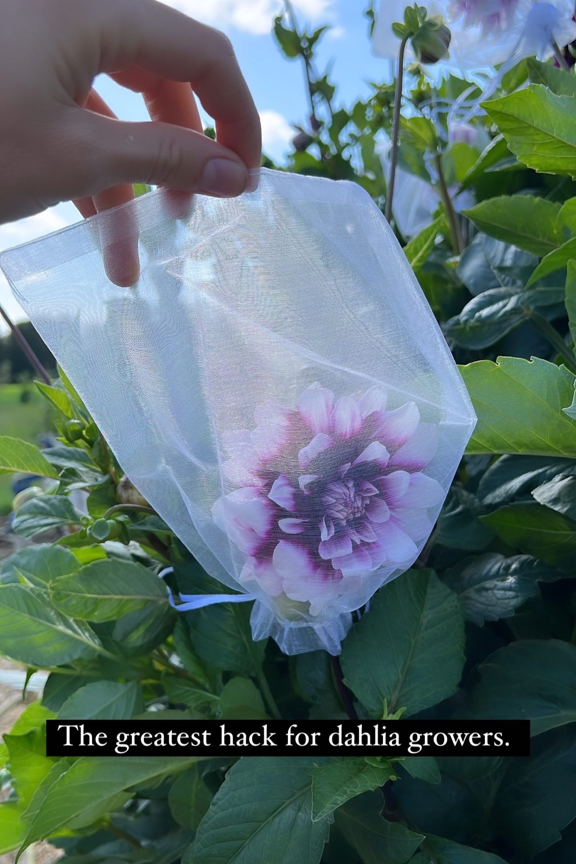 Dahlia growers and gardeners! Best hack to keep blooms looking healthy and free of pests…
Amazon jewelry bags!

#LTKSeasonal #LTKhome
