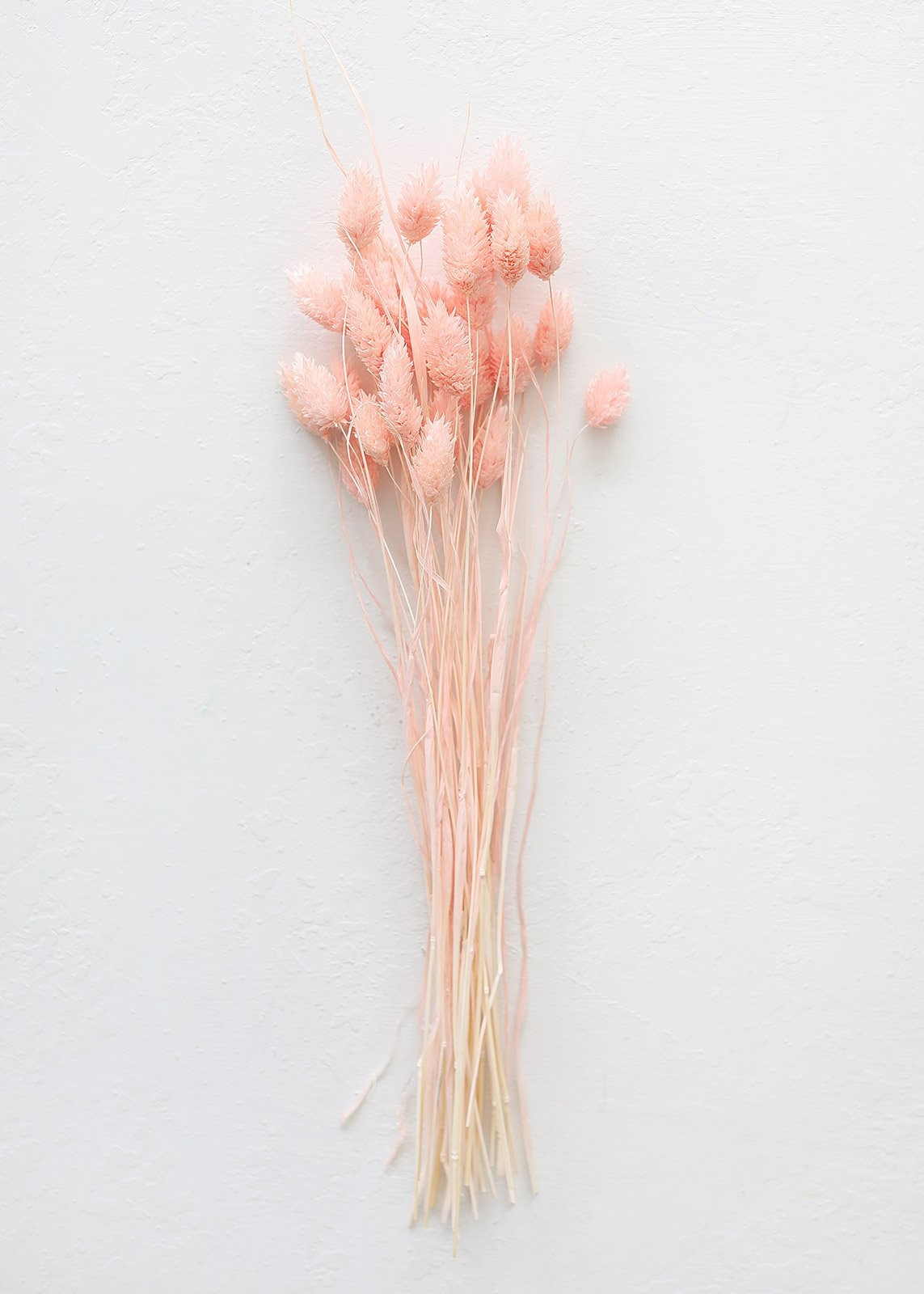 Pink Dried Phalaris Grass - 6-17" Tall | Afloral (US)