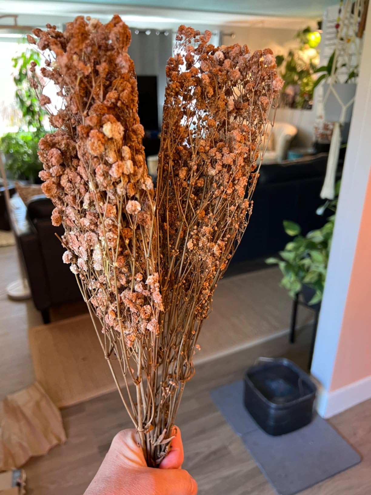 Babys Breath Dried Flowers Bouquet-17'' 2500+ Ivory Dry Flowers, Natural Gypsophila Branches for ... | Amazon (US)