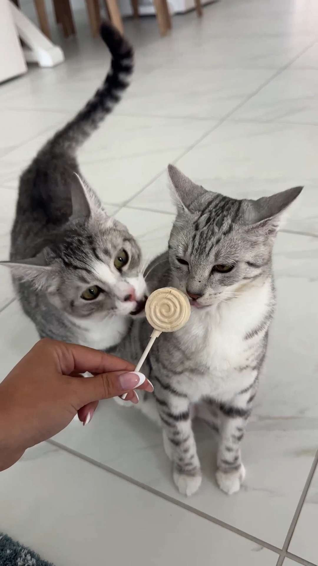Have you ever seen this at Petco?? Loki and Lila are in love with their cat candy 😭❤️ 
@petco #ad
 #PetcoPartner
