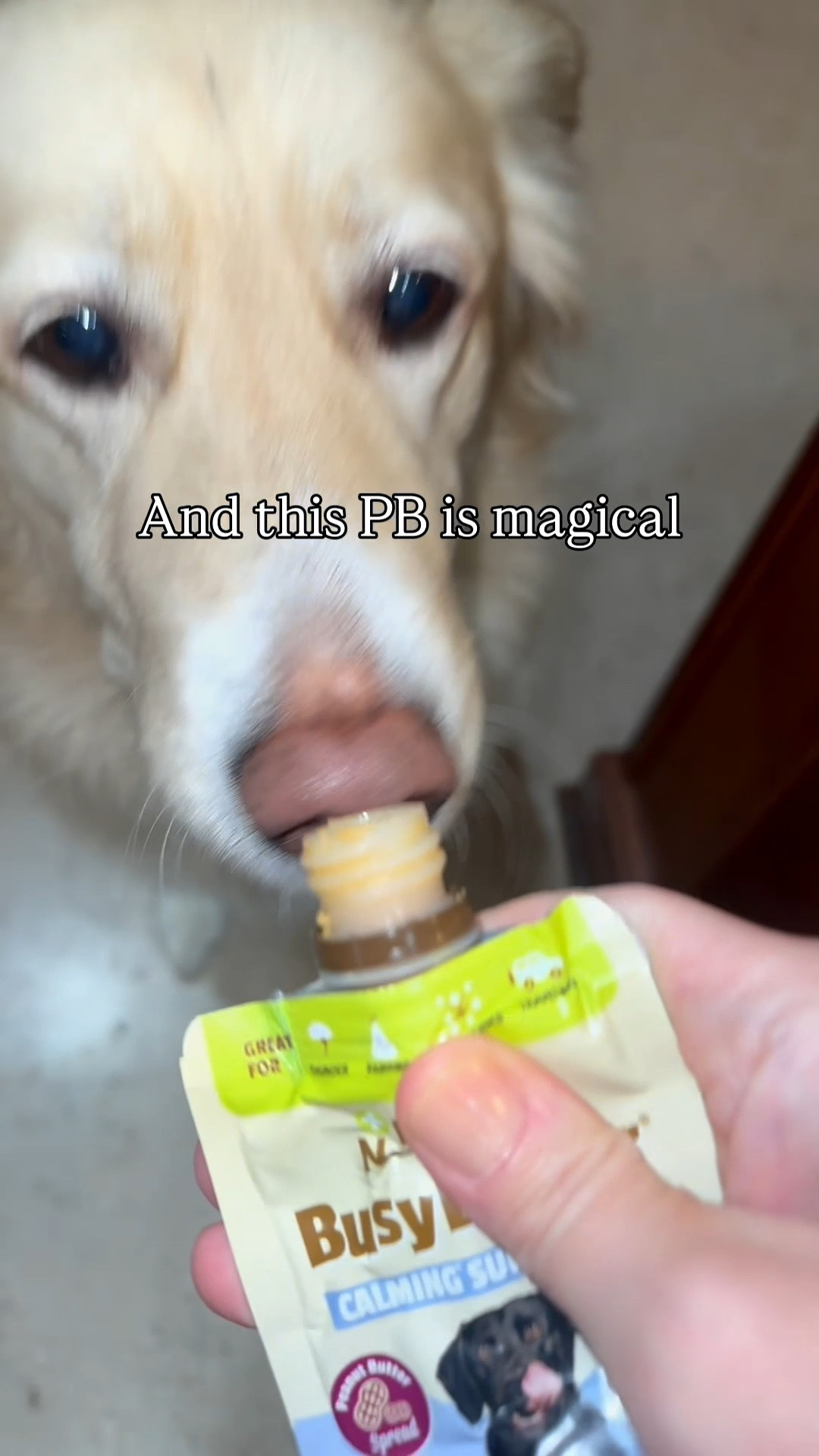 Poor  Nora. If your pup suffers with fireworks like she does, this product helps.  #dogmom #happynewyear #ltkpet 

#LTKmomlife #LTKHoliday