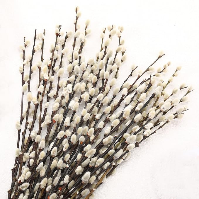 Natural Preserved Dried PussyWillow Branches for Vases, 40 Stems Real Willows, 17" Snow Pussywill... | Amazon (US)