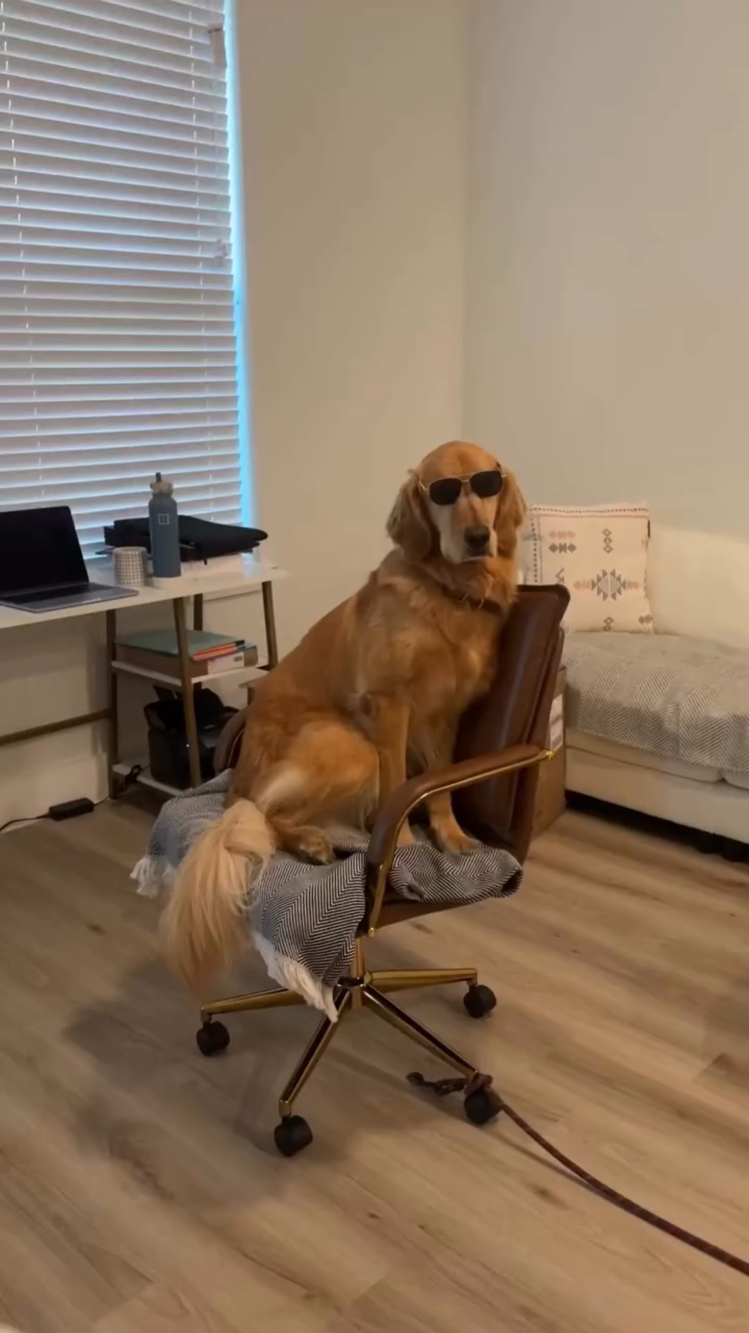 Zero to boujee in 3 seconds flat 🐾💨 #Bugatti #DogTok #boujeepup #bugatti #fast #dogsofinstagram #puppy