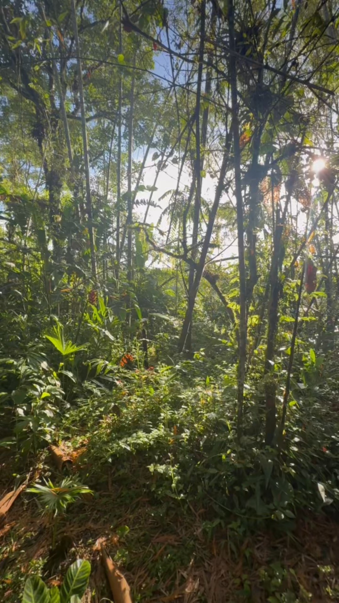 Sun is shining in the Amazon Rainforest today☀️Live from Tena, Ecuador in the middle of the Rainforest

#LTKActive #LTKOver40 #LTKTravel