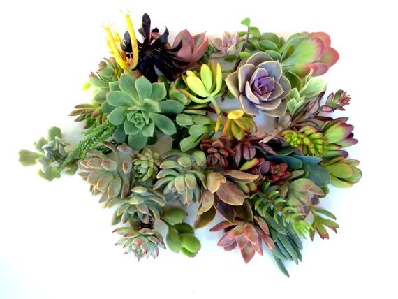 15 succulents clippings colorful succulent cuttings | Etsy (US)