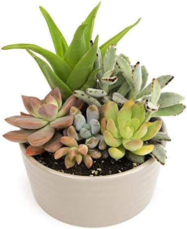 Succulents Plants Live in Garden Succulent Planters, Live Succulent Plants Live Plants in Taupe P... | Amazon (US)