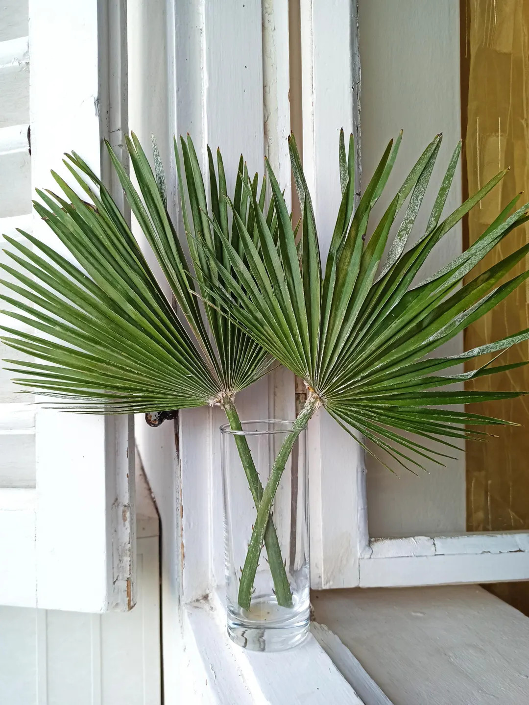 Dried Painted Sun Palm Leaves 24", Green Tone, One Organic Tropic Fan Palm Leaf, Palm Table Decor... | Etsy (US)